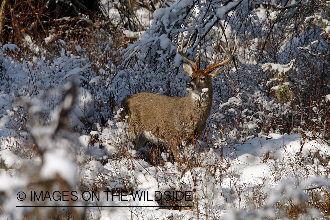 White-tailed deer in habitat