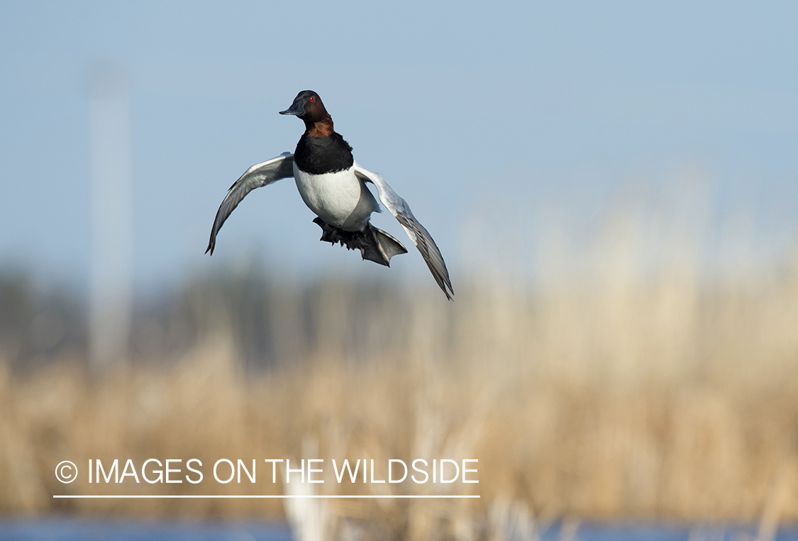 Canvasback in habitat.