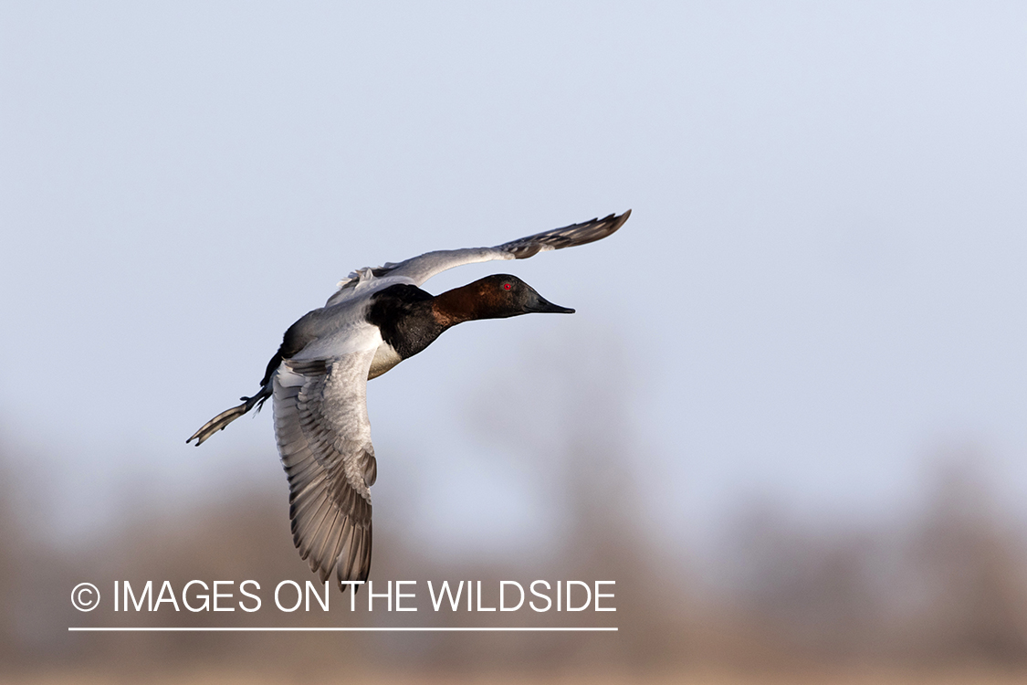 Canvasback drake in flight.