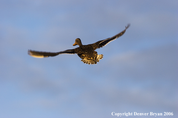 Mallard hen in flight.