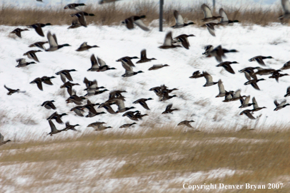 Flock of Mallard Ducks