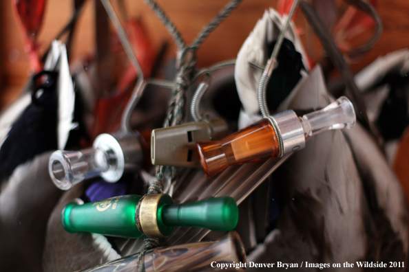 Bagged mallards hanging with duck calls.  