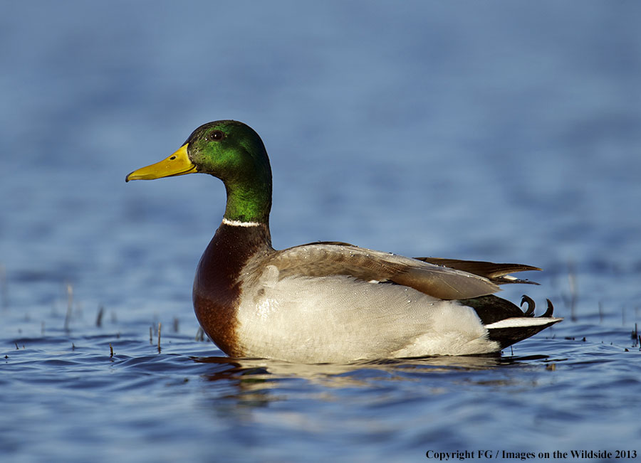 Mallard in habitat.