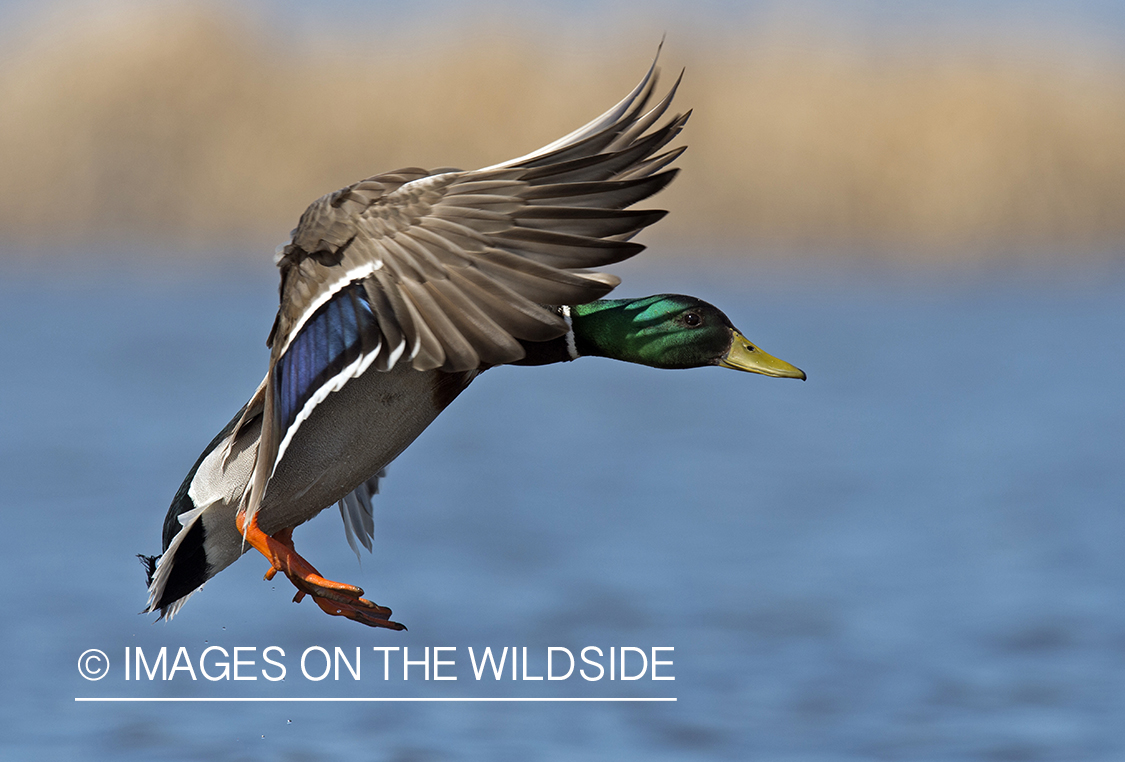 Mallard in flight.