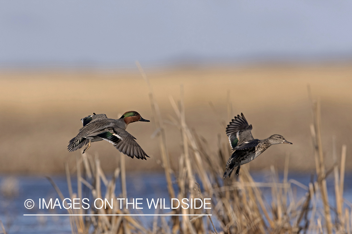 Green-winged Teal in flight.