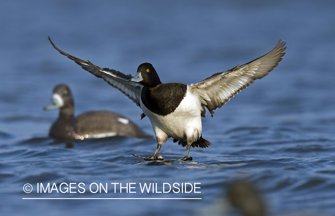 Lesser Scaup in flight.