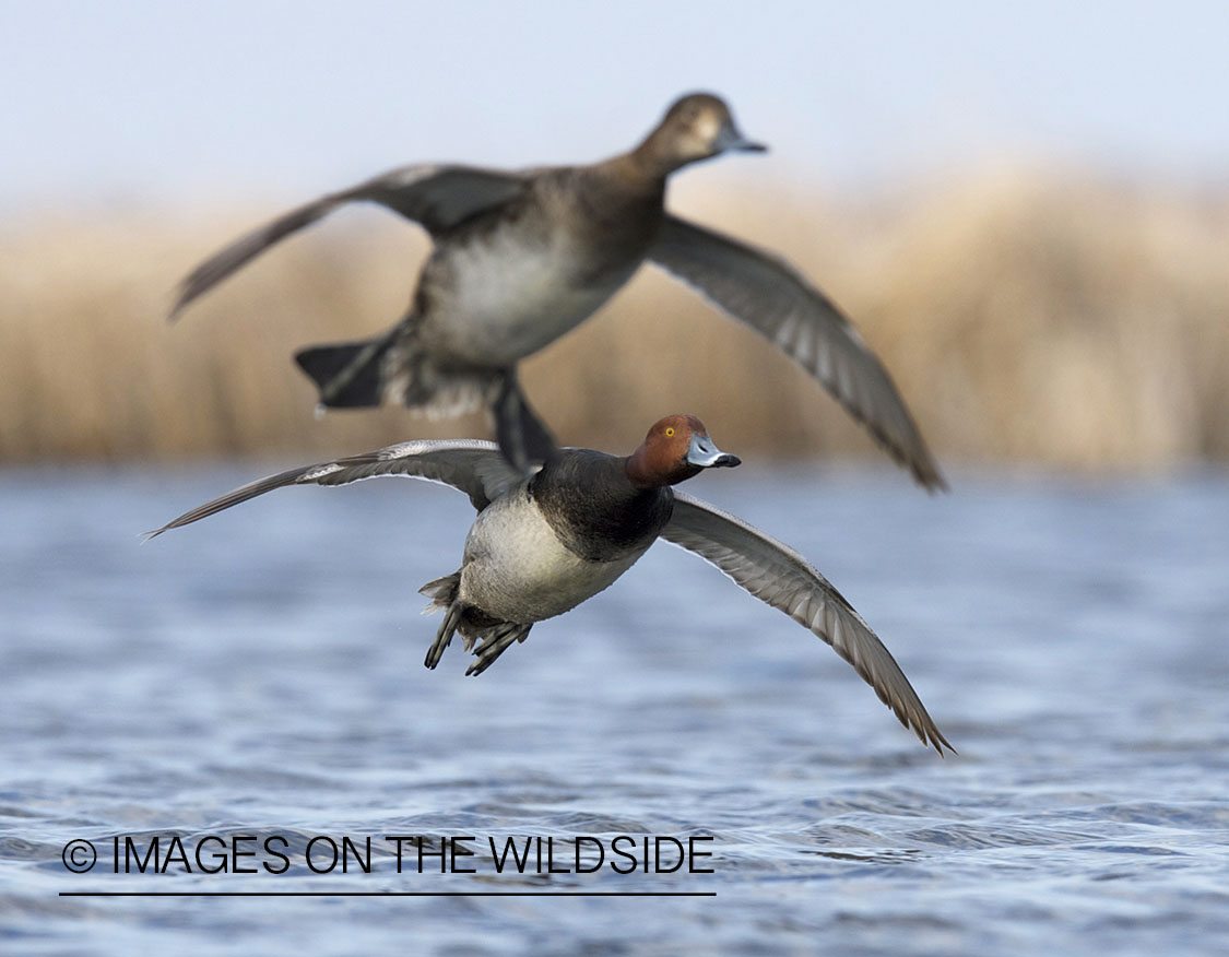 Redhead ducks in flight. 