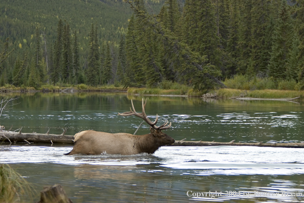 Rocky Mountain bull elk crossing stream.