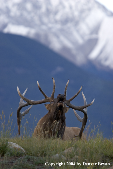 Rocky Mountain bull elk bugling.