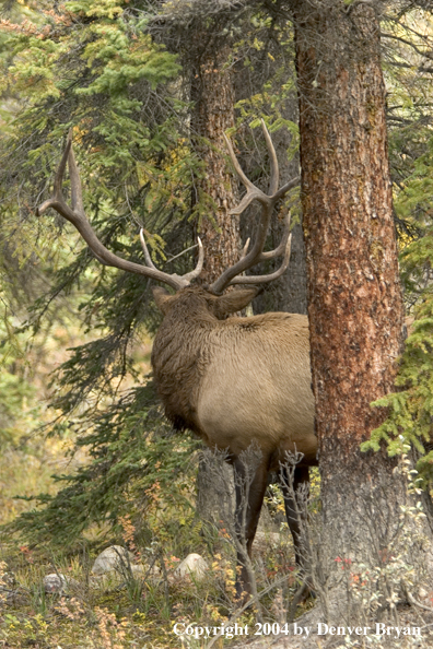 Rocky Mountain bull elk in habitat.