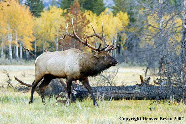 Rocky Mountain Elk