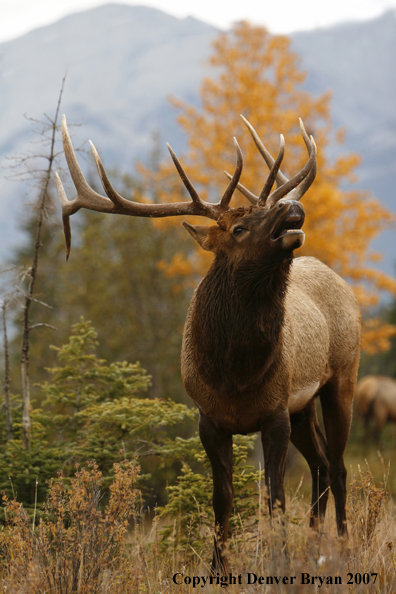 Rocky Mountain Elk bedded down