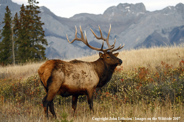 Rocky Mountain Elk bedded down