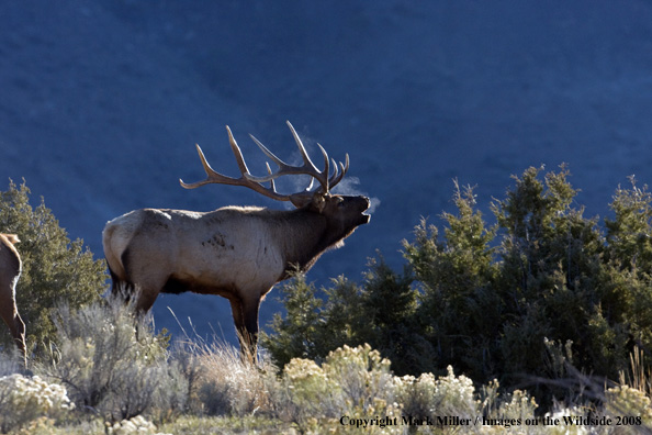 Rocky Mountain Elk in habitat