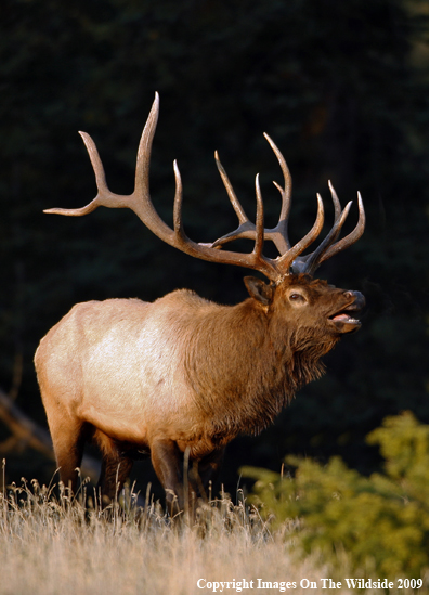 Bull Elk