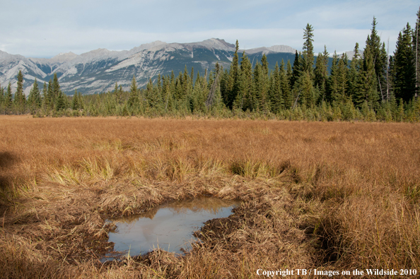 Rocky Mountain Elk wallow. 