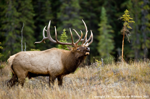 Bull elk bugling. 