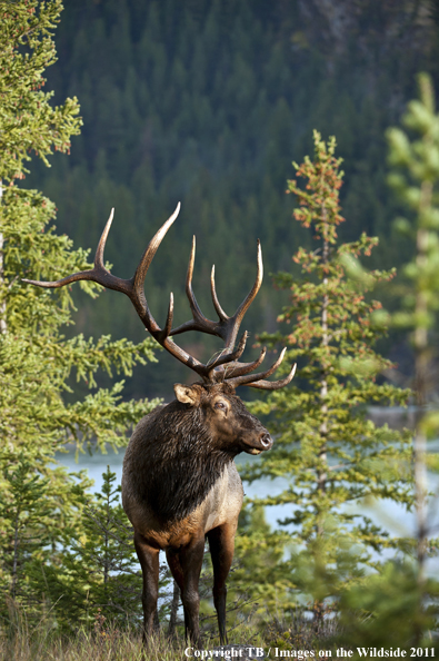 Rocky Mountain bull elk in habitat. 