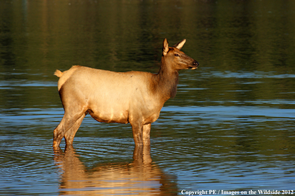 Cow elk in water.  