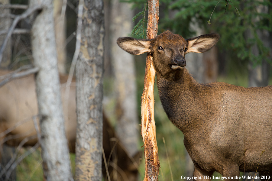 Rocky Mountain elk calf rubbing tree.