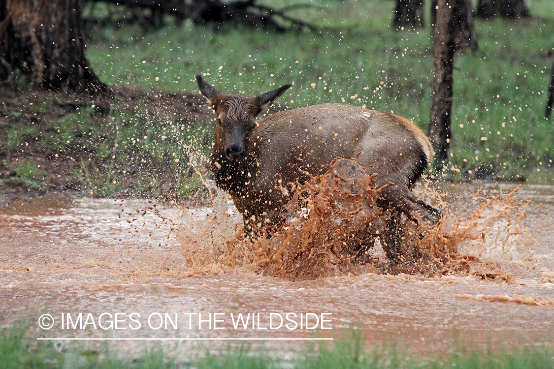 Rocky Mountain Elk calf playing in water. 