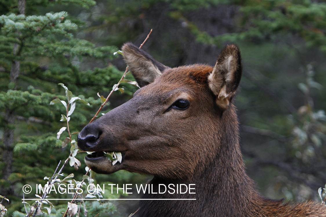 Rocky Mountain Cow Elk browsing.