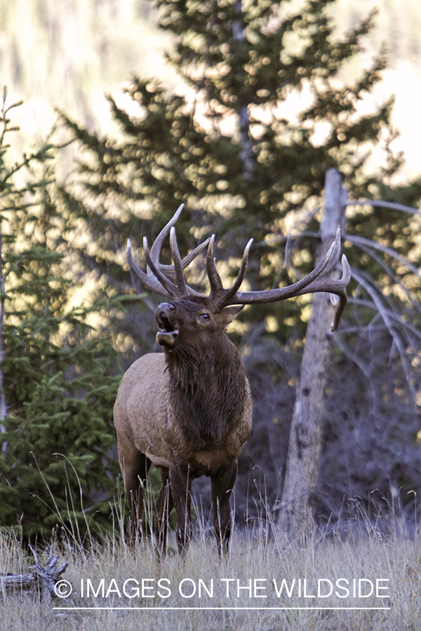 Rocky Mountain Bull Elk bugling in habitat.