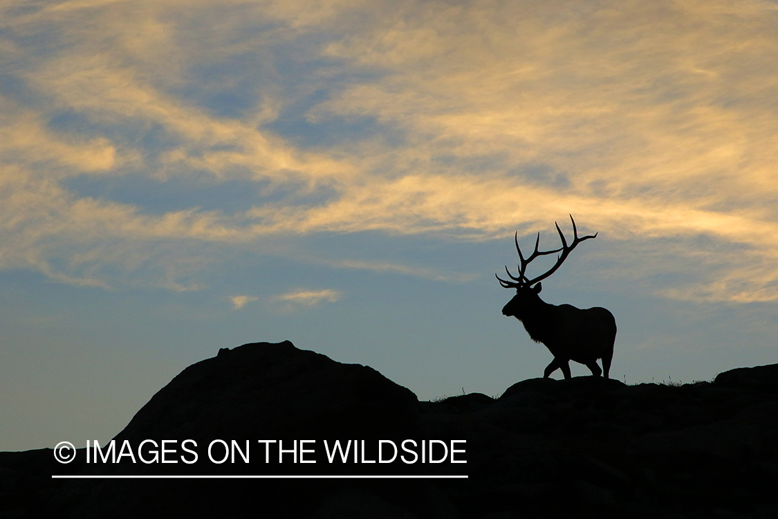 Rocky Mountain bull elk at sunrise.