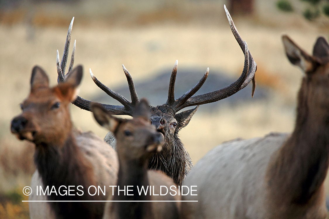 Bull elk with cows.