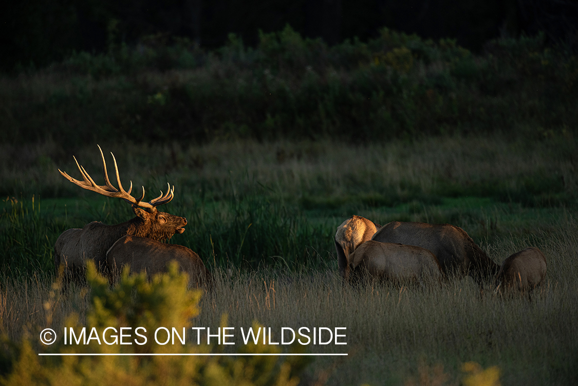 Elk in field.