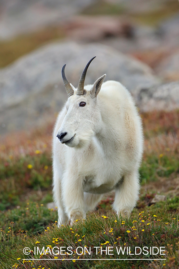 Rocky Mountain Goat in habitat.