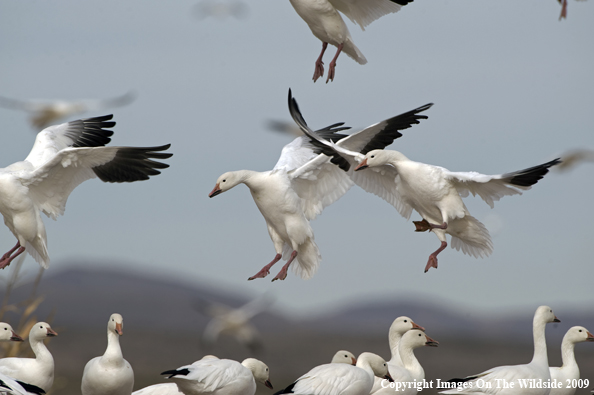 Snow Geese Flying