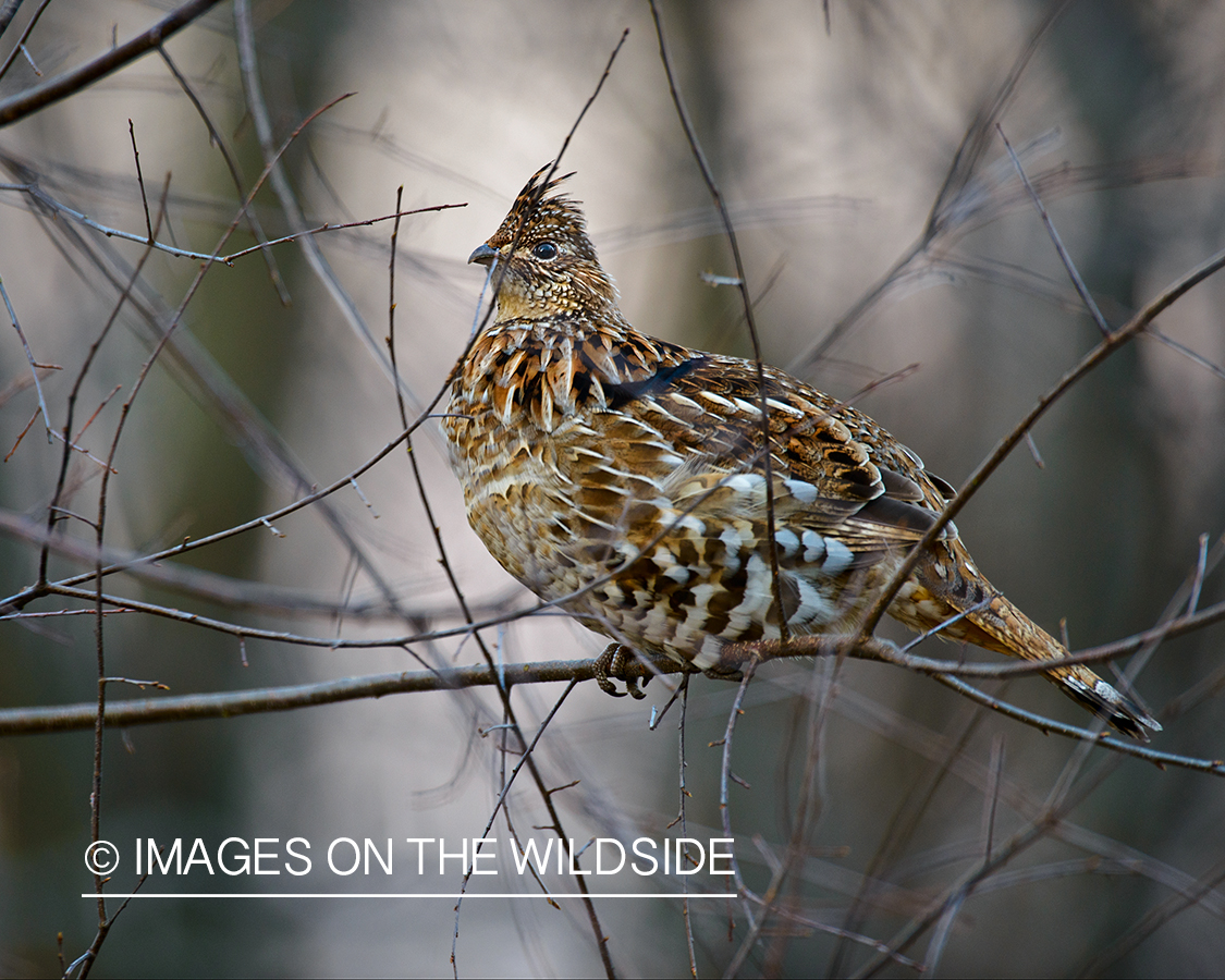 Ruffed Grouse.