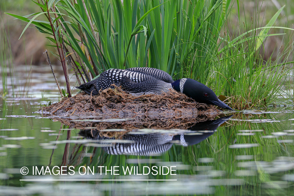 Common Loon in nest.