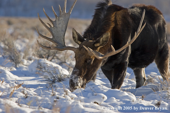 Shiras bull moose in habitat.