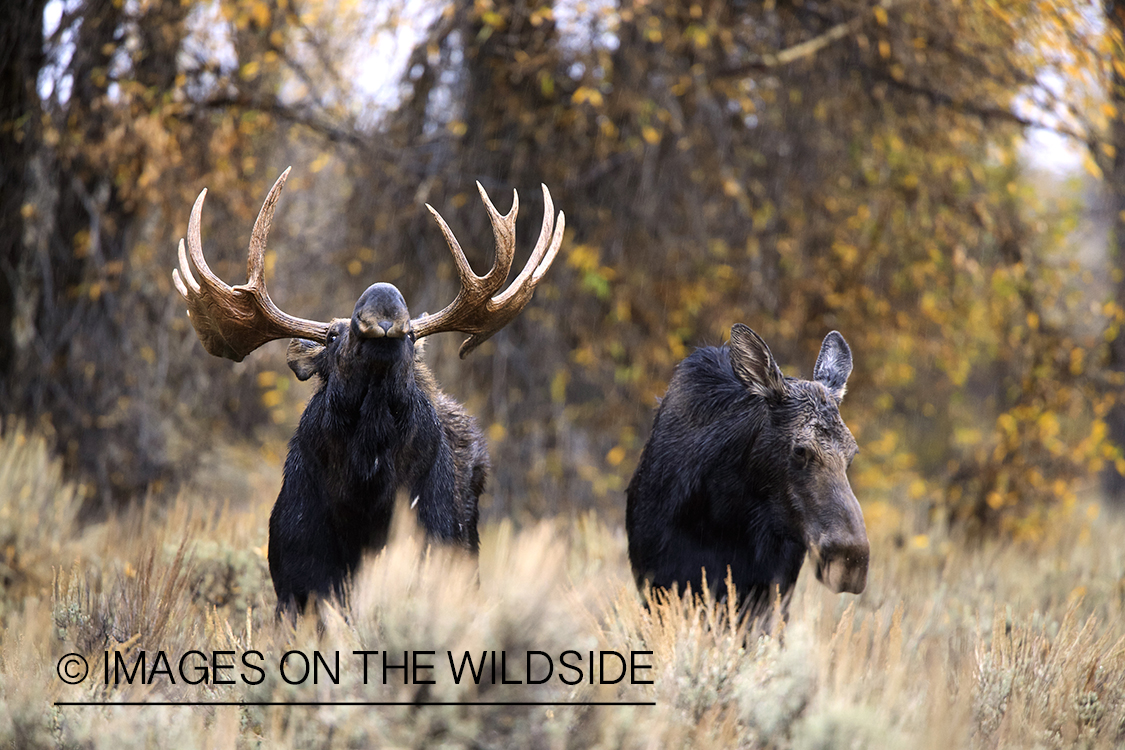 Shiras bull moose approaching cow.