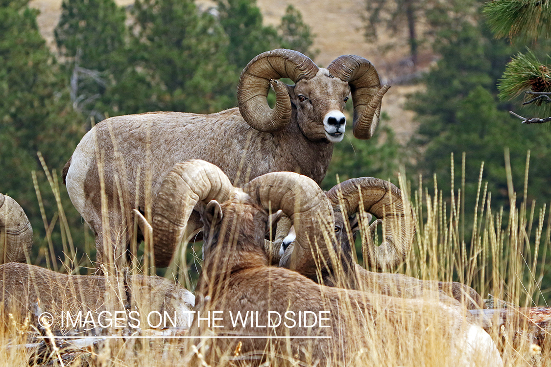 Group of Rocky Mountain Bighorn rams in field.