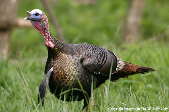 Eastern Wild Turkey in habitat