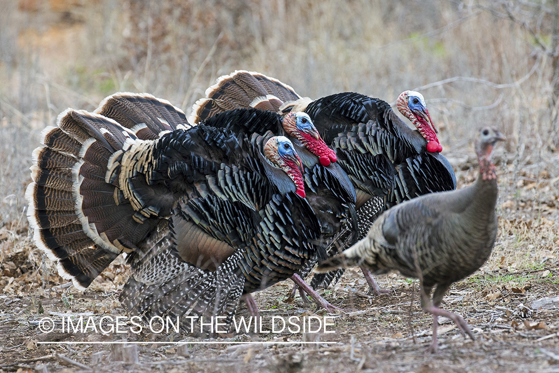 Flock of Rio Grande Turkeys in habitat.