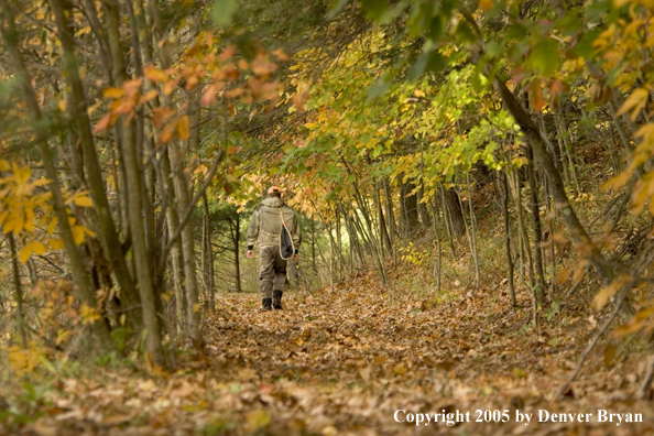 Flyfisherman walking through fall colored woods to river.