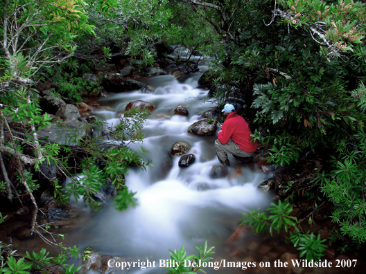 Flyfisherman on small stream.                               