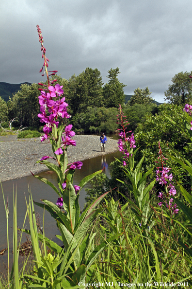 Flyfisherman on Kodiak Island, Alaska. 