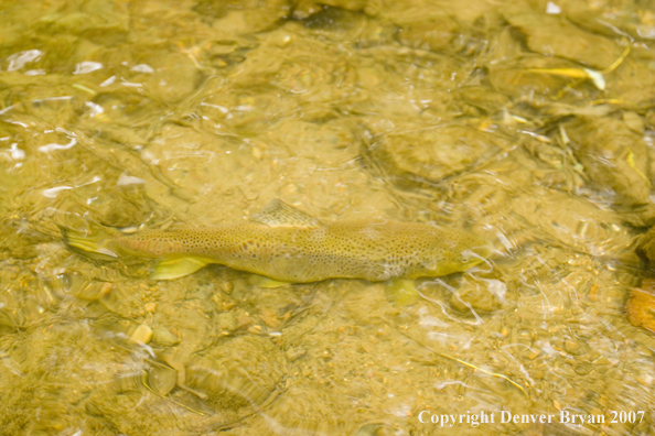 Close-up of nice brown trout.