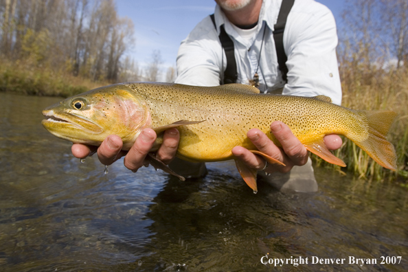 Flyfisherman with Snake River cutthroat trout.