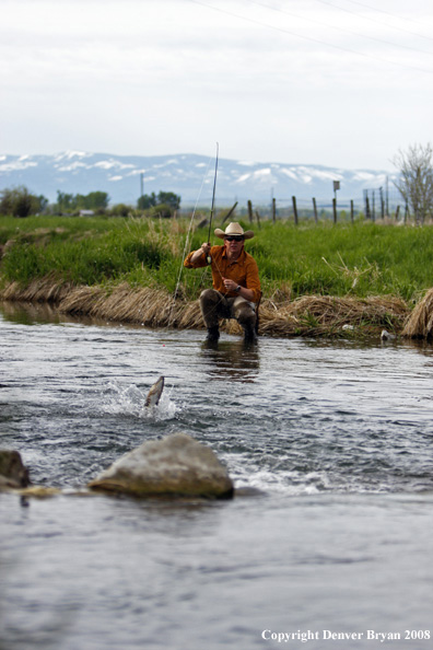 Flyfisherman fishing spring creek with fish on.