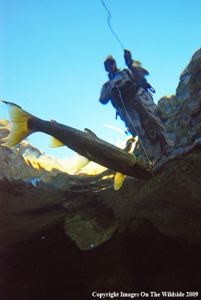 Flyfisherman with Brown Trout