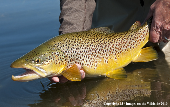 Brown Trout in habitat. 