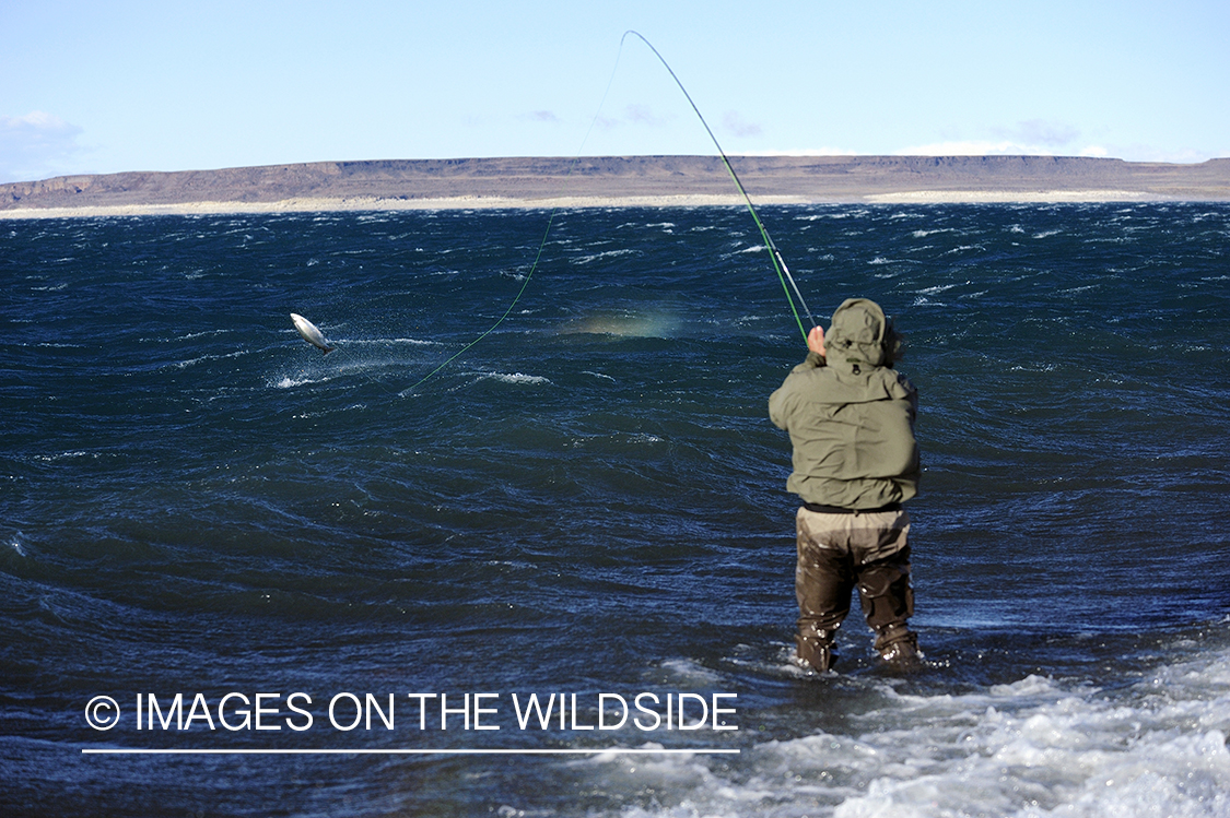 Jurassic Lake flyfisher fighting rainbow trout, Argentina.