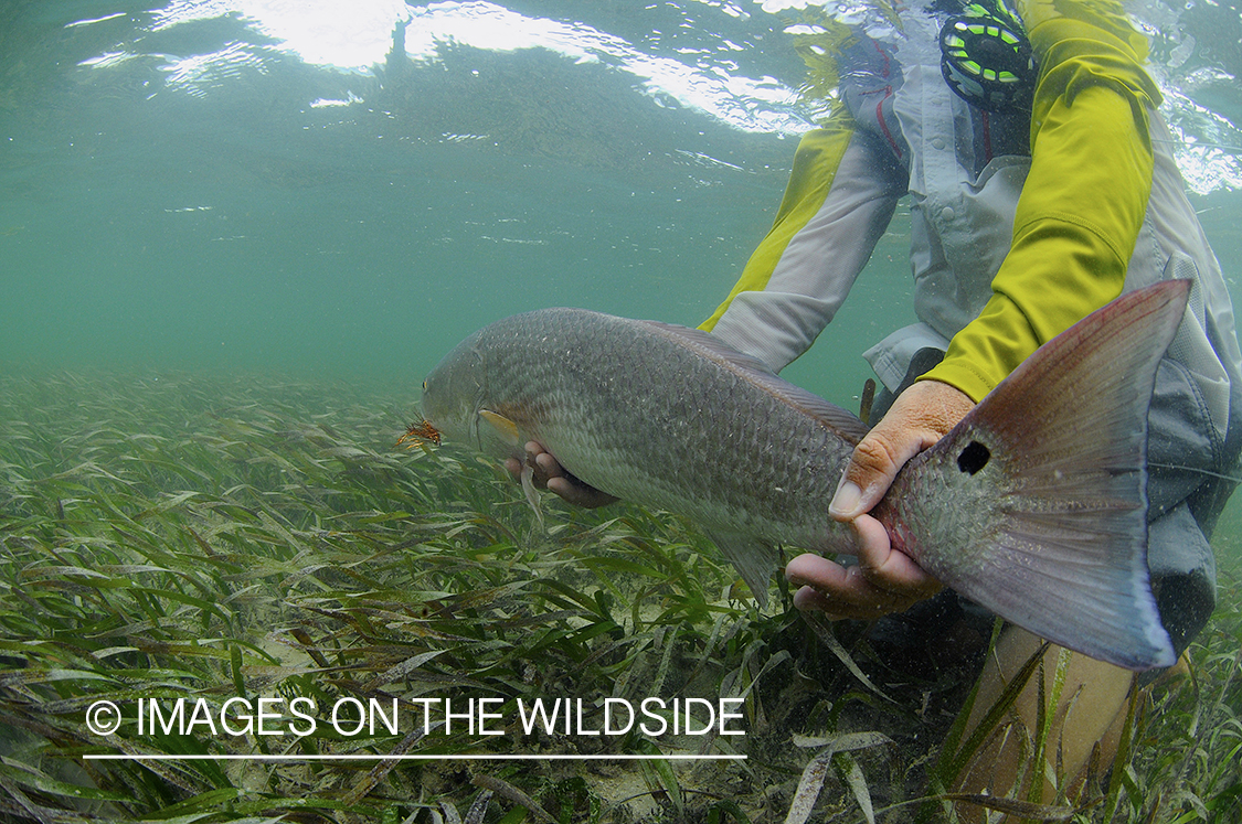 Flyfisherman releasing redfish.