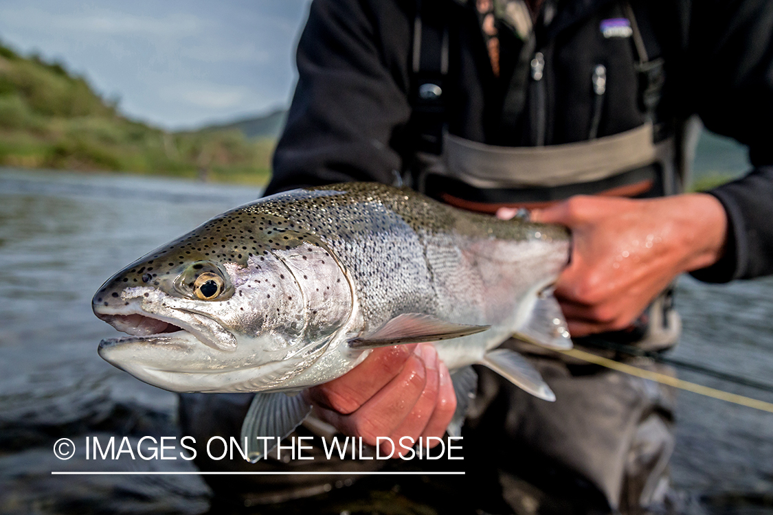 Flyfisherman with rainbow trout.